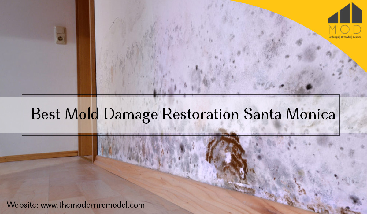 best mold damage restoration in Santa Monica