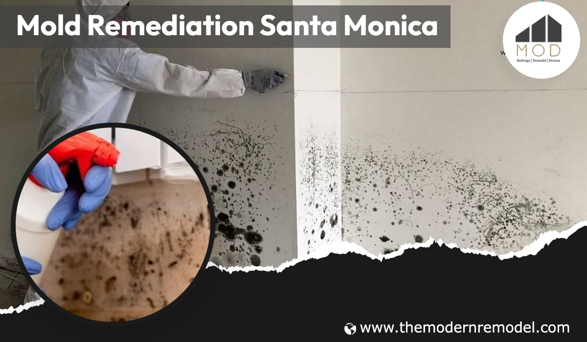 Mold Remediation Santa Monica